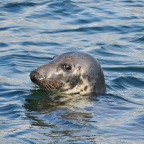 Seal up close from Cape Clear ferry